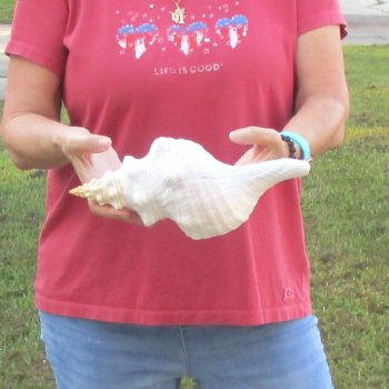 For Sale 12 inches horse conch, Florida's state seashell for $33