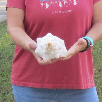 For Sale 12 inches horse conch, Florida's state seashell for $33