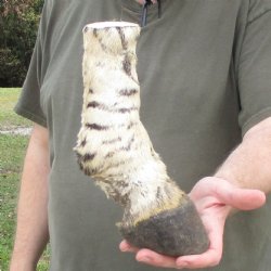 9" Zebra Foot ...