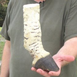 9" Zebra Foot ...