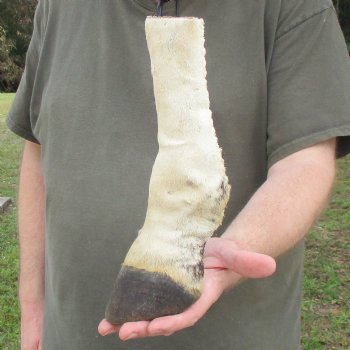 10" Zebra Foot Mount 