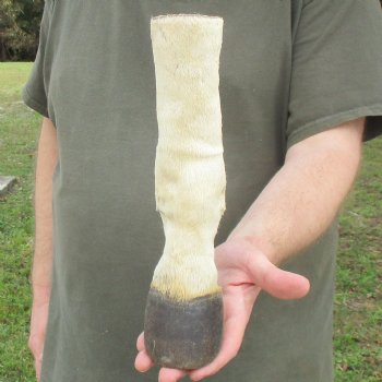 10" Zebra Foot Mount 