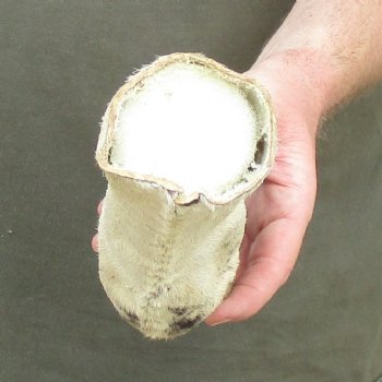 10" Zebra Foot Mount 