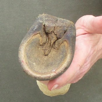 10" Zebra Foot Mount 