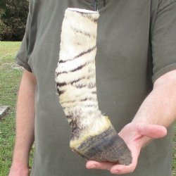 10" Zebra Foot...