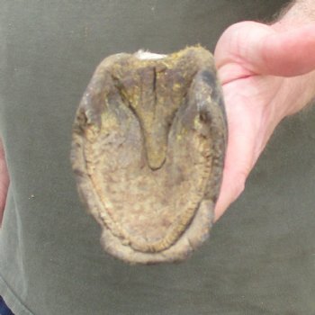 10" Zebra Foot Mount 