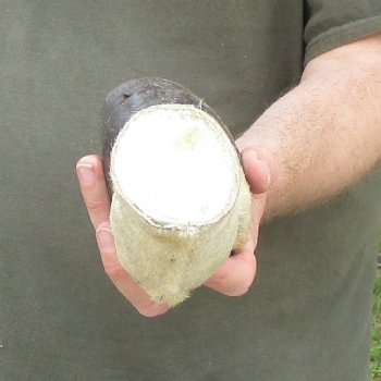 10" Zebra Foot Mount