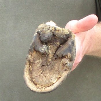 10" Zebra Foot Mount