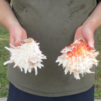 2pc 5x6" & 5-1/2x6" Thorny Oyster (Spondylus Leucacanthus) - $37/lot