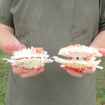 2pc 5x6" & 5-1/2x6" Thorny Oyster (Spondylus Leucacanthus) - $37/lot