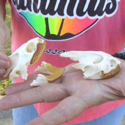 2pc Extra Large Map Turtle Skull 2-3/4 inches- for $75