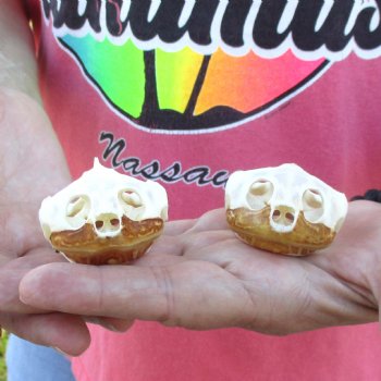 2pc Extra Large Map Turtle Skull 2-3/4 inches- for $75