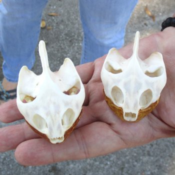 2pc Extra Large Map Turtle Skull 2-3/4 inches- for $75