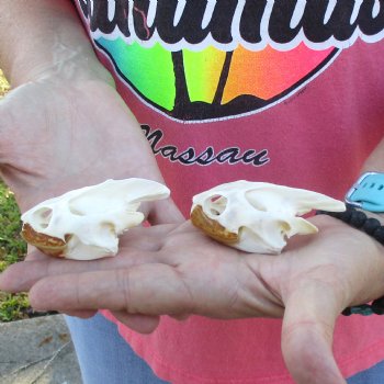 2pc Extra Large Map Turtle Skull 2-3/4 inches- for $75