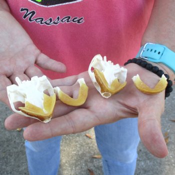 2pc Extra Large Map Turtle Skull 2-3/4 inches- for $75