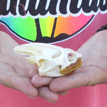 Extra Large Map Turtle Skull 3 inches- for $42