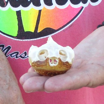 Extra Large Map Turtle Skull 3 inches- for $42