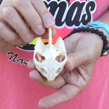 Extra Large Map Turtle Skull 3 inches- for $42