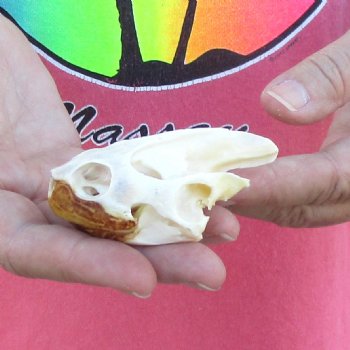 Extra Large Map Turtle Skull 3 inches- for $42
