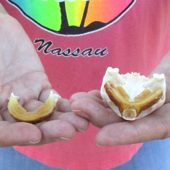 Extra Large Map Turtle Skull 3 inches- for $42