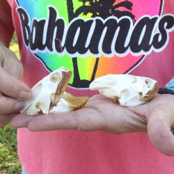 2pc Extra Large Map Turtle Skull 2-3/4 inches- for $75