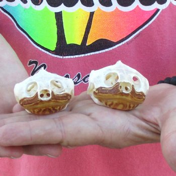 2pc Extra Large Map Turtle Skull 2-3/4 inches- for $75