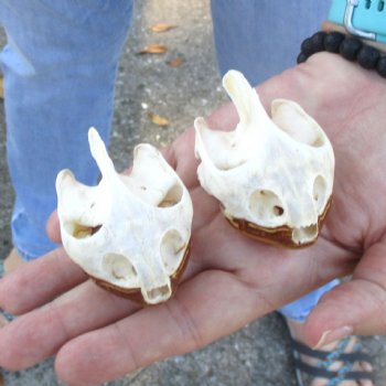 2pc Extra Large Map Turtle Skull 2-3/4 inches- for $75