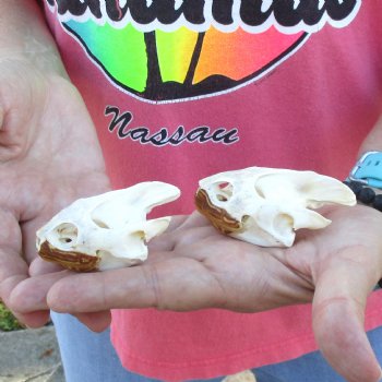 2pc Extra Large Map Turtle Skull 2-3/4 inches- for $75