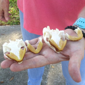 2pc Extra Large Map Turtle Skull 2-3/4 inches- for $75