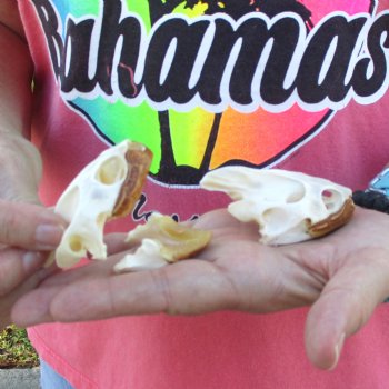 2pc Extra Large Map Turtle Skull 2-3/4 inches- for $75