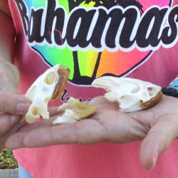 2pc Extra Large Map Turtle Skull 2-3/4 inches- for $75