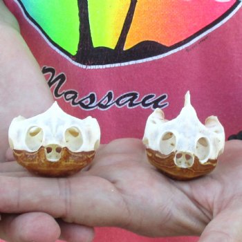 2pc Extra Large Map Turtle Skull 2-3/4 inches- for $75
