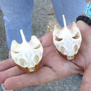 2pc Extra Large Map Turtle Skull 2-3/4 inches- for $75