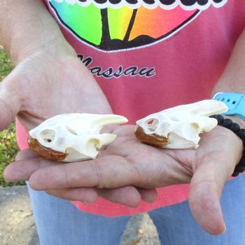 2pc Extra Large Map Turtle Skull 2-3/4 inches- for $75