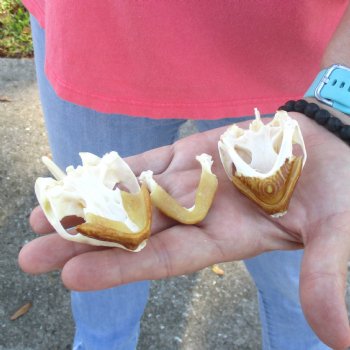 2pc Extra Large Map Turtle Skull 2-3/4 inches- for $75