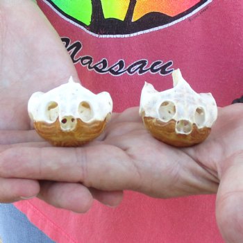 2pc Extra Large Map Turtle Skull 2-3/4 inches- for $75