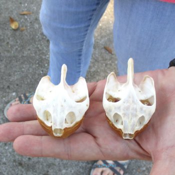 2pc Extra Large Map Turtle Skull 2-3/4 inches- for $75