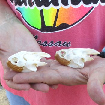 2pc Extra Large Map Turtle Skull 2-3/4 inches- for $75