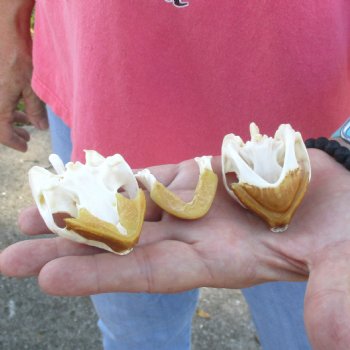 2pc Extra Large Map Turtle Skull 2-3/4 inches- for $75