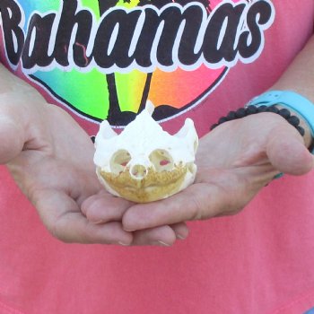 4-1/4" Common Snapping Turtle Skull - $49