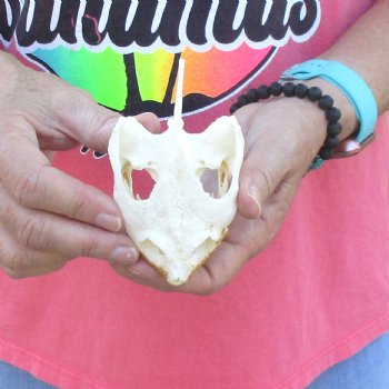 4-1/4" Common Snapping Turtle Skull - $49