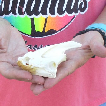 4-1/4" Common Snapping Turtle Skull - $49