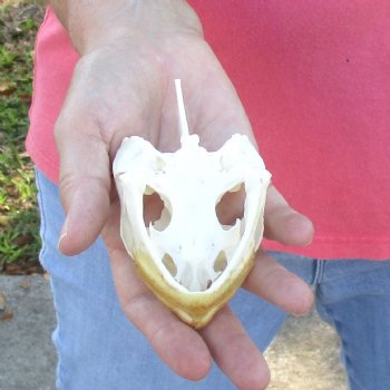 4-1/4" Common Snapping Turtle Skull - $49
