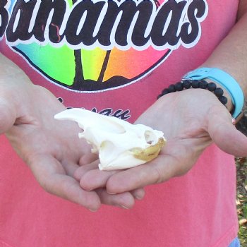 3-1/2" Common Snapping Turtle Skull - $42