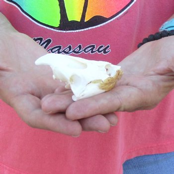 3" Common Snapping Turtle Skull - $38