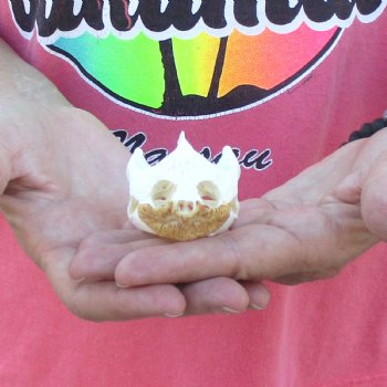3" Common Snapping Turtle Skull - $38