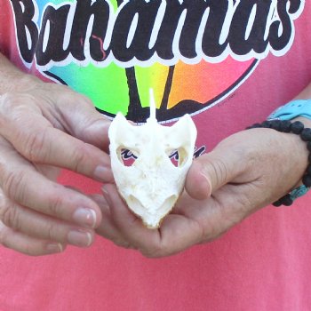 3" Common Snapping Turtle Skull - $38