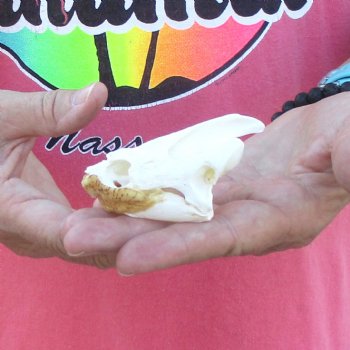 3" Common Snapping Turtle Skull - $38