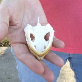 3" Common Snapping Turtle Skull - $38