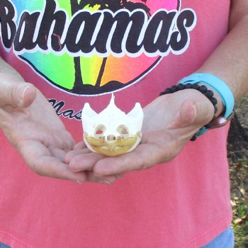 3-1/2" Common Snapping Turtle Skull - $42